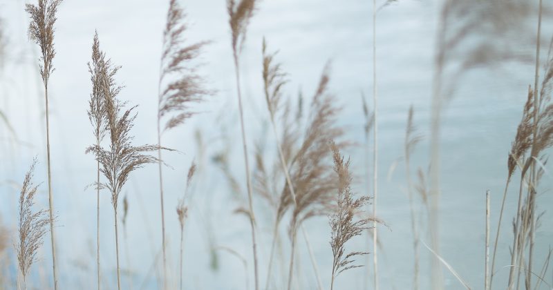 Ateliers & concours d’écriture “Dans les courants du fleuve”