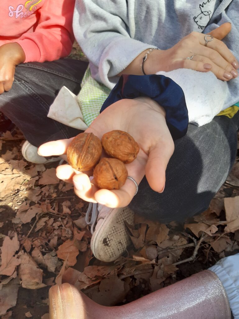 Après les avoir palpé sans les voir dans un sac à toucher, les enfants découvrent les noix, fruits du noyer