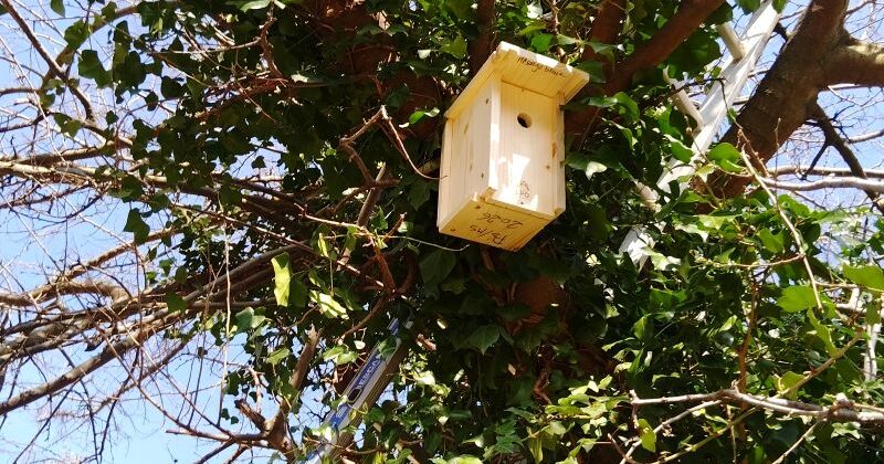 A Grigny-sur-Rhône, des maternelles construisent des nichoirs